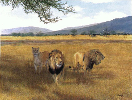 Lions